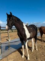 Mega knappe jaarling hengst met gouden karakter, Gechipt, Minder dan 160 cm, Niet van toepassing, Dressuurpaard