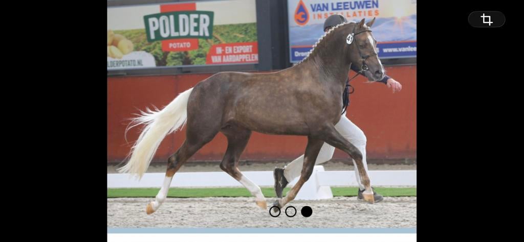 5 jr Hengst Oosterhoeves Wisequy 1455 Kwaliteit en Kleur, Dieren en Toebehoren, Pony's, Ruin, D pony (1.37m tot 1.48m), Springpony