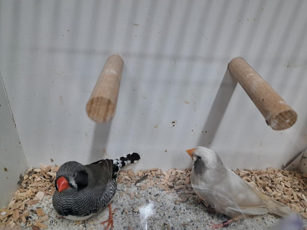 Te koop mooi koppel zwartwang zebravinken, Dieren en Toebehoren, Meerdere dieren