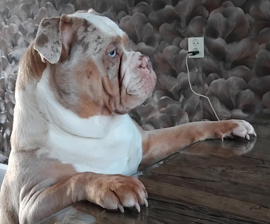 Old english bulldog  1 jaar teef merle, Dieren en Toebehoren, Honden | Niet-rashonden, 1 tot 2 jaar, Teef, Parvo, Eén hond