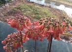 Kalanchoe Lloret dM bio kamerplanten met prachtige bloesem, Overige soorten, Ophalen of Verzenden, In pot, Minder dan 100 cm