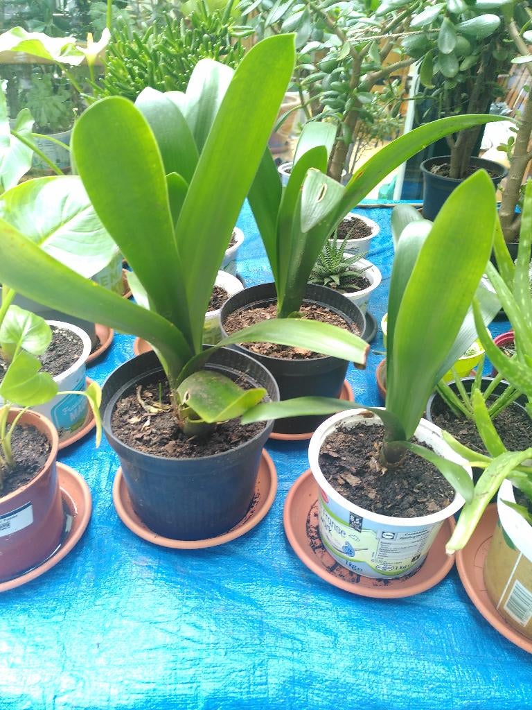 Mooie clivia in 13cm-pot, Ophalen, Overige soorten, Halfschaduw, Minder dan 100 cm