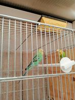 Grasparkieten, Dieren en Toebehoren, Vogels | Parkieten en Papegaaien