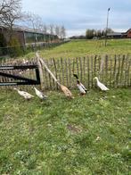 Broedeieren van raszuivere Indische loopeenden, Dieren en Toebehoren, Geslacht onbekend, Eend