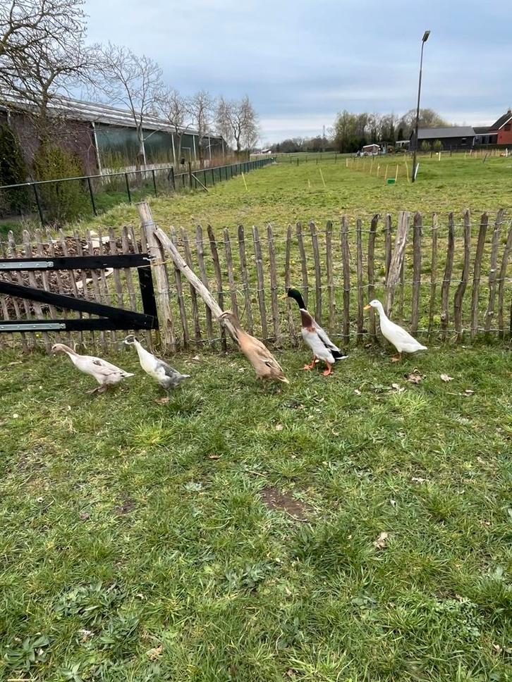 Broedeieren van raszuivere Indische loopeenden, Dieren en Toebehoren, Pluimvee, Eend, Geslacht onbekend