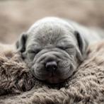 American Bully XL, Dieren en Toebehoren, Honden | Bulldogs, Pinschers en Molossers, Parvo, Overige rassen, 8 tot 15 weken, Meerdere