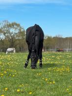 Bijrijdpaard aangeboden, Dieren en Toebehoren, Ophalen, Nieuw, Dressuur, Cap