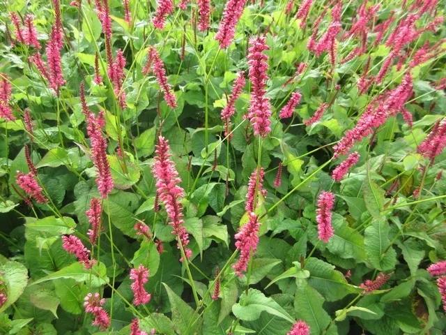 Vaste planten: duizendknoop, persicaria, p9, rood, Bodembedekkers, Vaste plant, Ophalen of Verzenden, Halfschaduw