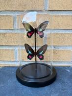 Geprepareerde vlinders in een glazen stolp, Verzamelen, Ophalen of Verzenden, Insect, Opgezet dier