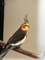 Valkparkieten, Meerdere dieren, Parkiet