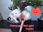 ❤️🐀Tamme Baby Dumbo Ratjes met Stamboom🧬, Dieren en Toebehoren, Knaagdieren, Rat, Februari, Meerdere dieren, Tam