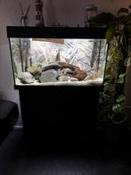 Complete aquarium Juwel Rio 180, Ophalen, Gebruikt, Gevuld zoetwateraquarium