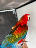 Prachtige ara’s te koop (papegaai), Dieren en Toebehoren, Mannelijk, Papegaai, Tam