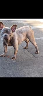 Franse bulldog dekreu blue silver, Dieren en Toebehoren, Parvo, Reu, 1 tot 2 jaar, Meerdere