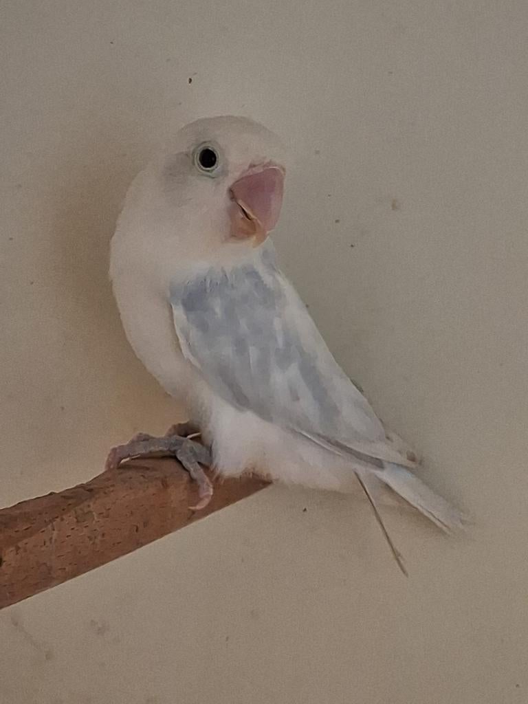 Mooi koppel fischeri 2025, Dieren en Toebehoren, Vogels | Parkieten en Papegaaien, Meerdere dieren, Dwergpapegaai of Agapornis