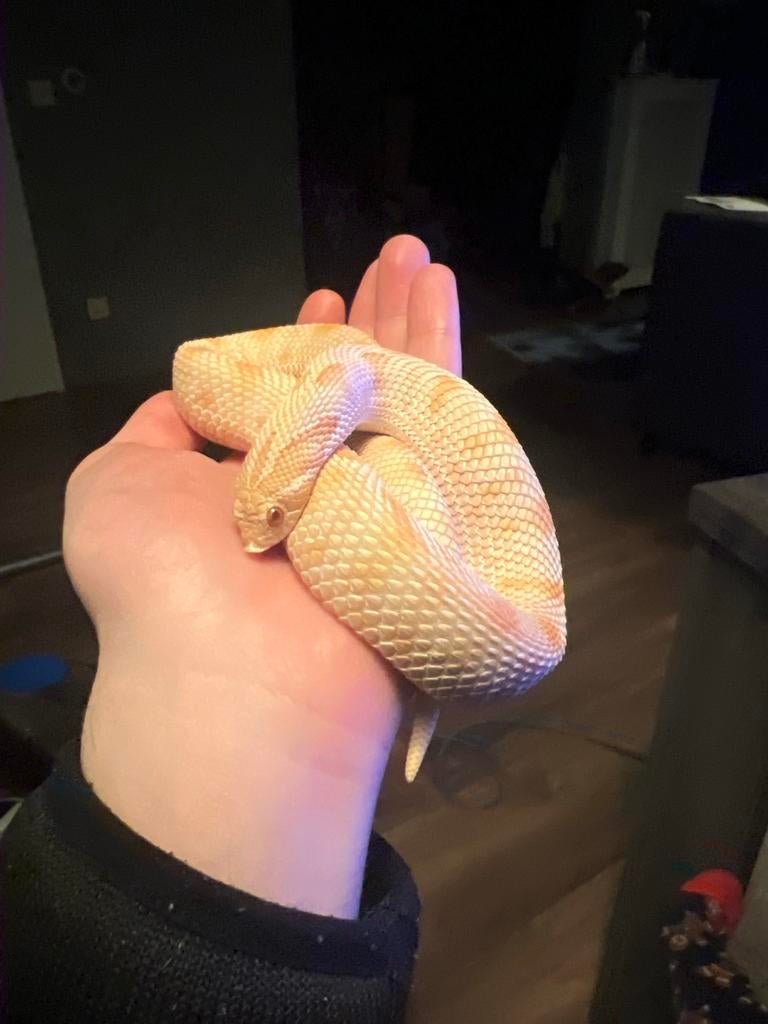 Heterodon Nasicus Haakneusslang 0.1 Albino Conda nk 2023, Slang, Tam, 0 tot 2 jaar