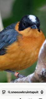 Man Sneeuwkruintapuit, Dieren en Toebehoren, Vogels | Overige Vogels, Mannelijk, Geringd