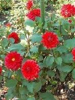 Dahlia knollen hoge rode soort, Ophalen of Verzenden, Voorjaar, Volle zon, Knol