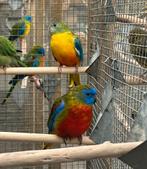 Turquoisine parkieten, Meerdere dieren, Parkiet