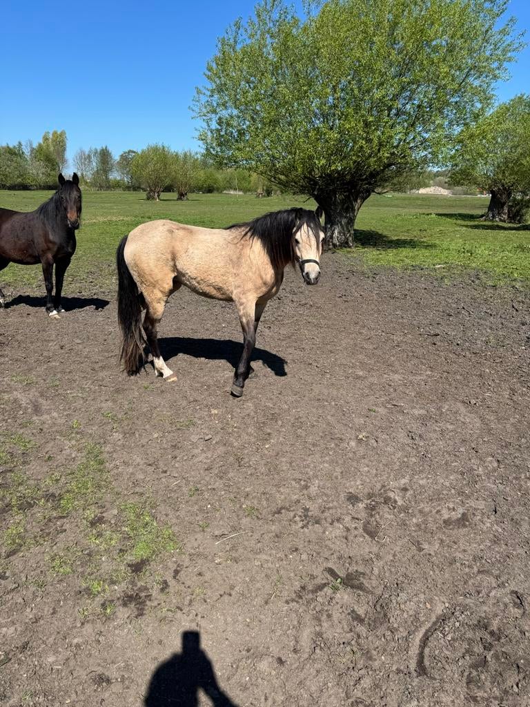 Twee wehls b merries met afstamming, Dieren en Toebehoren, Pony's, Merrie, Met stamboom, Niet van toepassing, 0 tot 2 jaar