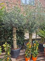 Olijfstruiken 190-200 hoog in pot - olijfbomen, Ophalen of Verzenden, 100 tot 250 cm, Olijfboom, Zomer