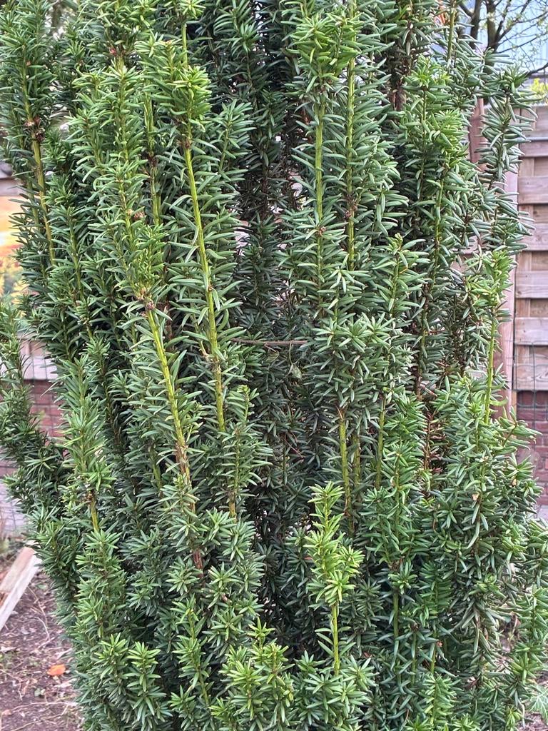 Taxus boom +/- 2.40 hoog, Tuin en Terras, Planten | Bomen, Bloeit niet, Overige soorten, 250 tot 400 cm, Ophalen