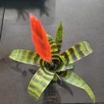 Vriesea 'era' mini bromelia, Huis en Inrichting, Kamerplanten, Ophalen of Verzenden, Halfschaduw, Minder dan 100 cm