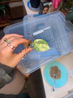 Epipremnum pinnatum variegata gewortelde stek met nieuw blad, Ophalen of Verzenden, Halfschaduw, Minder dan 100 cm