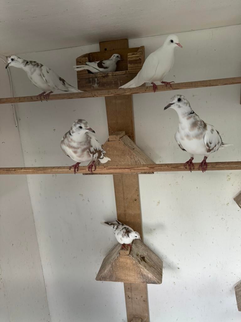 5 bonte tortelduifjes lachduifjes, Meerdere dieren, Postduif