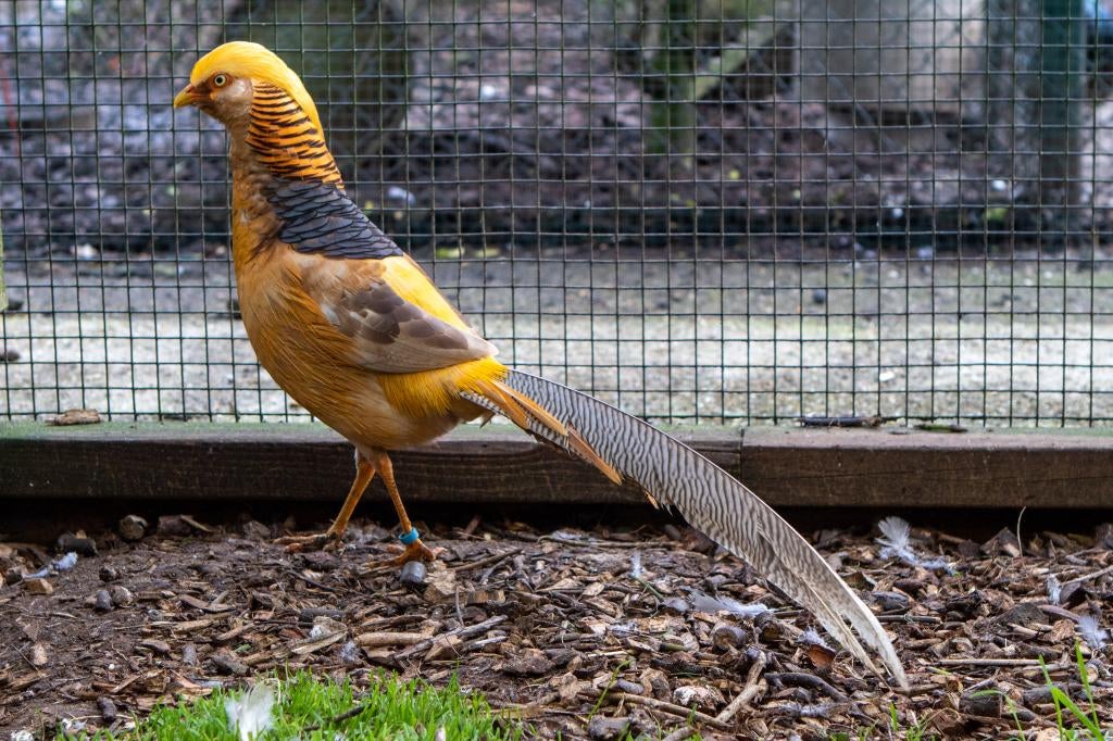 Broedeieren Goudfazanten, Geslacht onbekend, Overige soorten