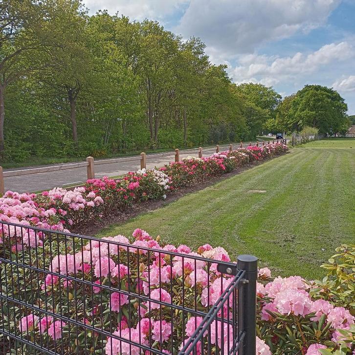 Rhododendron laagblijvende haag, Tuin en Terras, Planten | Struiken en Hagen, Struik, Rhododendron, Minder dan 100 cm, Ophalen of Verzenden