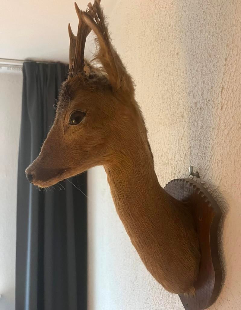 Ree hert opgezet taxidermie, Ophalen, Gebruikt, Hert, Gewei of Kop
