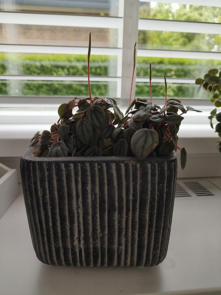 Peperomia plant in stijlvolle donkere bloempot, Tuin en Terras, Bloembakken en Plantenbakken, Ophalen, Gebruikt, Minder dan 60 cm
