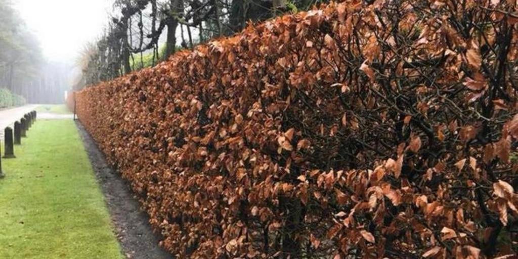 Beukenhaag planten, Ophalen of Verzenden, Beukenhaag, 100 tot 250 cm