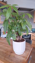 Pachira Geldboom, Ophalen, Halfschaduw, Minder dan 100 cm