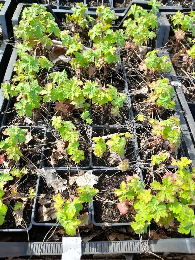 Geranium Spessart p9 pot, Ophalen of Verzenden, Overige soorten, Volle zon