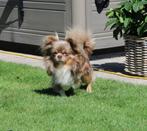 Chihuahua reutje, Dieren en Toebehoren, Honden | Chihuahua's en Gezelschapshonden, 6 jaar of ouder, België, Particulier, Reu