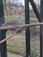 Diamant duif, Geslacht onbekend, Overige soorten