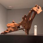 Uniek stuk Kienhout / Driftwood / Spiderwood, Hout Decoratie, Ophalen of Verzenden, Plant(en), Steen of Hout
