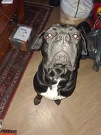 Cane corso, Eén hond, 3 tot 5 jaar, Nederland, Particulier
