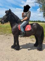 Te koop zwart Belgisch trekpaard, Ophalen