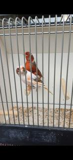 Koppel Harlekijn kanaries, Meerdere dieren, Kleurkanarie