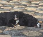 Prachtige Berner Sennen pups zoeken een fijn thuis!, 8 tot 15 weken, Meerdere, Meerdere dieren, Nederland