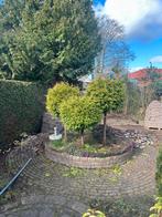 bolvormige coniferen op stam, Tuin en Terras, Volle zon, Bloeit niet, 100 tot 250 cm, Overige soorten