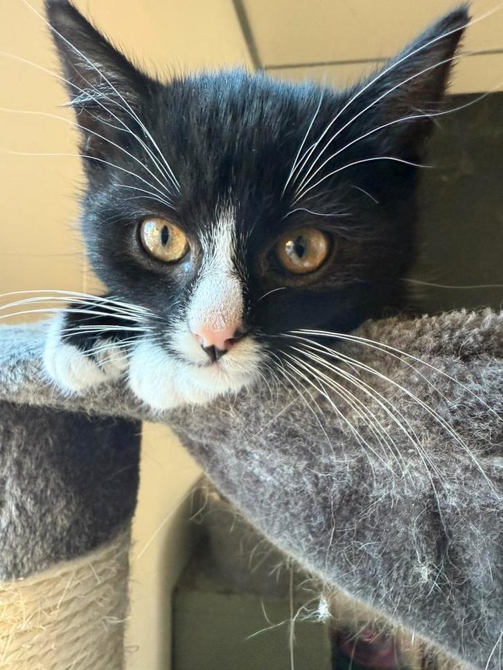 kittens, Dieren en Toebehoren, Katten en Kittens | Overige Katten, Kortharig, 0 tot 2 jaar