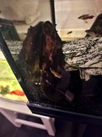 Algeneter, Dieren en Toebehoren, Vissen | Aquariumvissen, Vis, Zoetwatervis