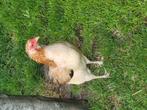 Araucana hennen tarwe, bolstaart met toefjes, Dieren en Toebehoren, Pluimvee, Meerdere dieren, Kip