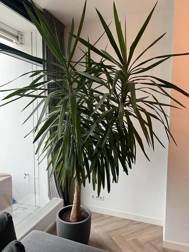 Grote Yucca Palmlelie met grijze pot, Huis en Inrichting, Kamerplanten, Yucca, 200 cm of meer, Groene kamerplant, Halfschaduw