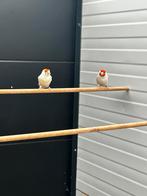 Majoor putter koppel, Meerdere dieren, Wildzangvogel