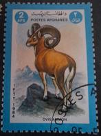 Afghanistan steenbok, Ophalen of Verzenden, Dier of Natuur